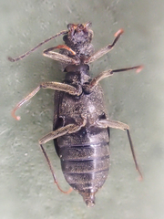 Phlaeopterus