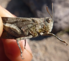 Oedipoda fuscocincta morini