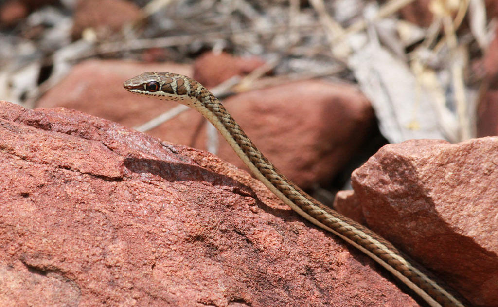 Stripe-Bellied Sand Snake