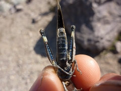 Oedipoda fuscocincta morini