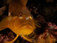 Clinus superciliosus