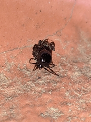 Euryopis episinoides