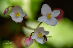 Begonia decandra