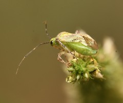 Taedia marmorata