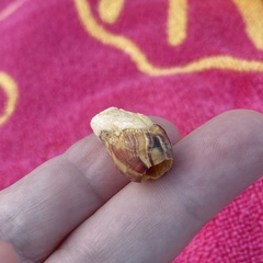 Megabalanus tintinnabulum