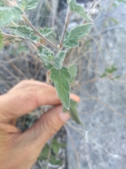 Mentzelia aspera