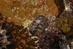 Acanthochitona garnoti