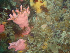 Stylaster nobilis