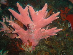 Stylaster nobilis