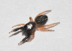 Metacyrba taeniola similis