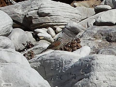 Emberiza capensis capensis