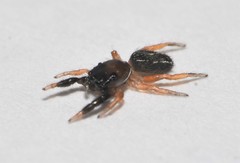 Metacyrba taeniola similis