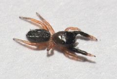 Metacyrba taeniola similis