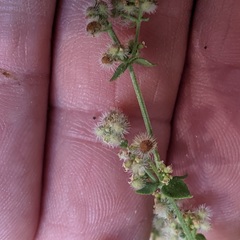 Galium parishii