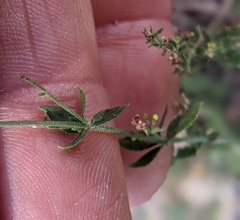 Galium parishii