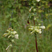 Pedicularis lanceolata - Photo (c) Peter Gorman, osa oikeuksista pidätetään (CC BY-NC-SA)