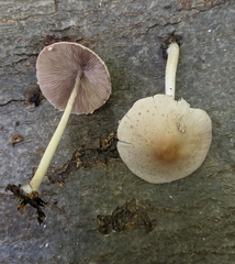 Psathyrella