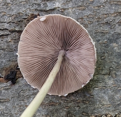 Psathyrella