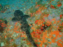 Haploblepharus pictus