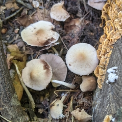 Psathyrella