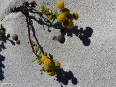 Oncosiphon sabulosus