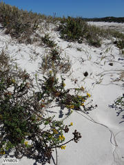 Oncosiphon sabulosus