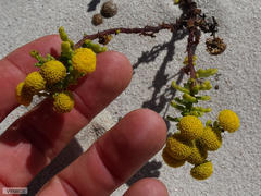 Oncosiphon sabulosus