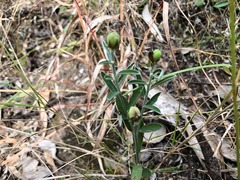 Crotalaria montana