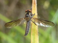Homalocnemis