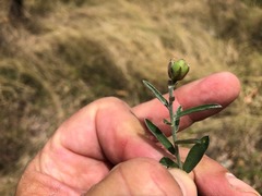 Crotalaria montana