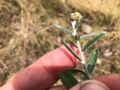 Crotalaria montana