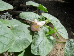 Proboscidea louisianica