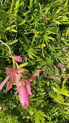 Hesperantha coccinea