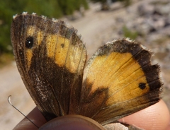 Hipparchia neomiris