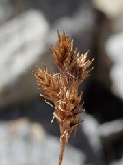 Carex phaeocephala