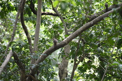 Argya striata