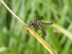 Homalocnemis