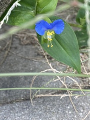 Commelina communis