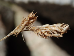 Carex phaeocephala