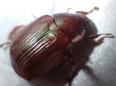 Callistethus marginatus