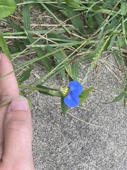 Commelina communis