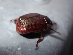 Callistethus marginatus