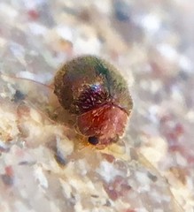 Rhyzobius lophanthae