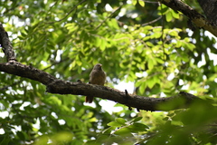 Argya striata