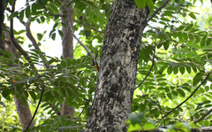 Chrysocolaptes festivus