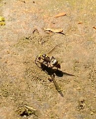 Protonectarina sylveirae