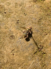 Protonectarina sylveirae