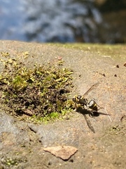 Protonectarina sylveirae