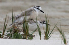 Charadrius marginatus marginatus