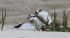 Charadrius marginatus marginatus